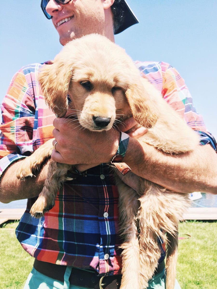 Golden Retriever Puppy