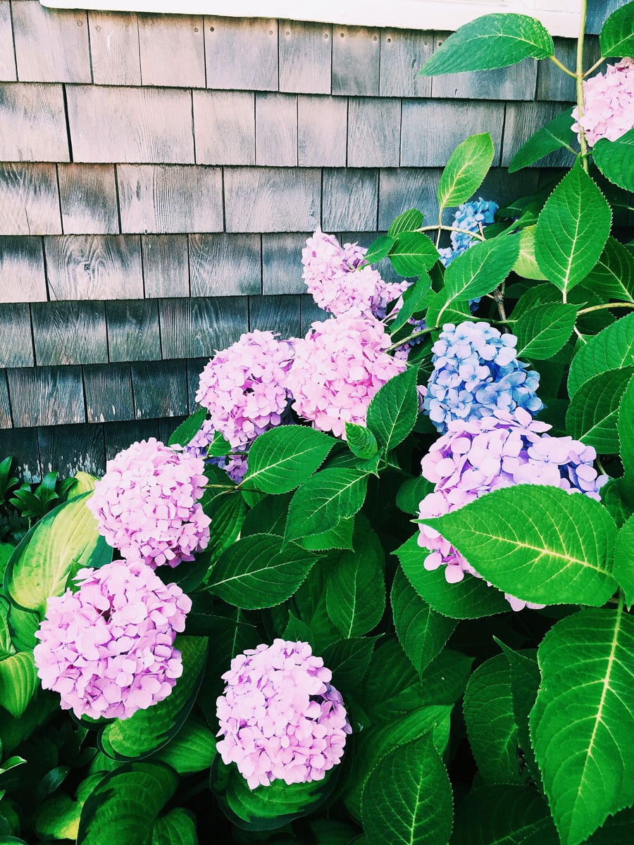 Nantucket Hydrangea