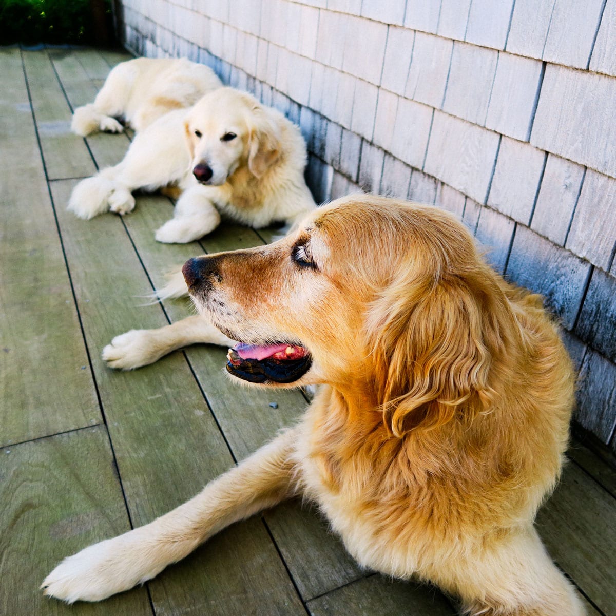 Golden Retrievers