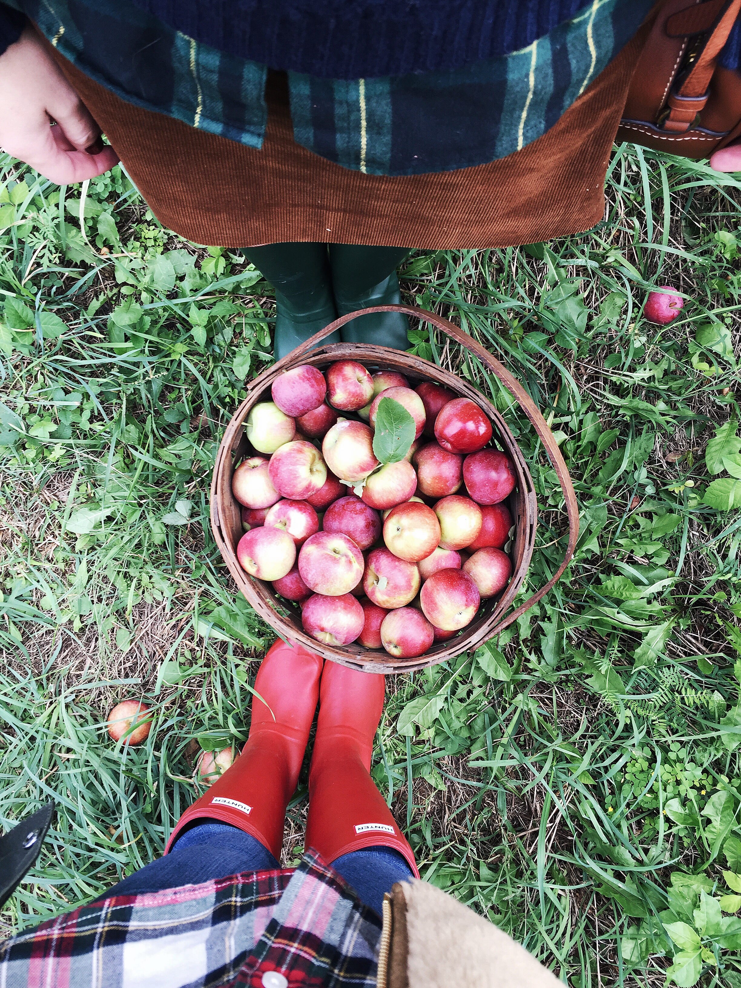 Apple Picking