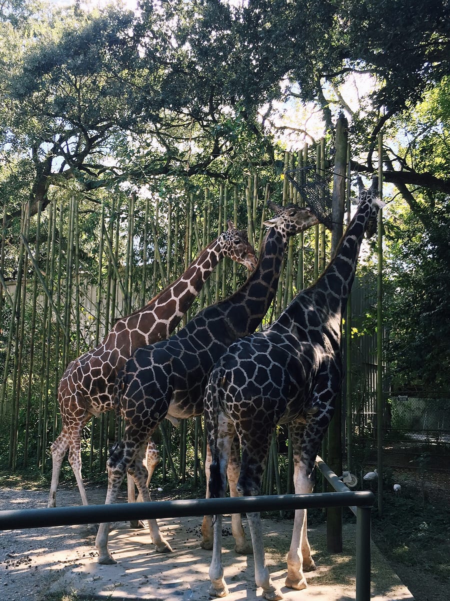 Audubon Zoo