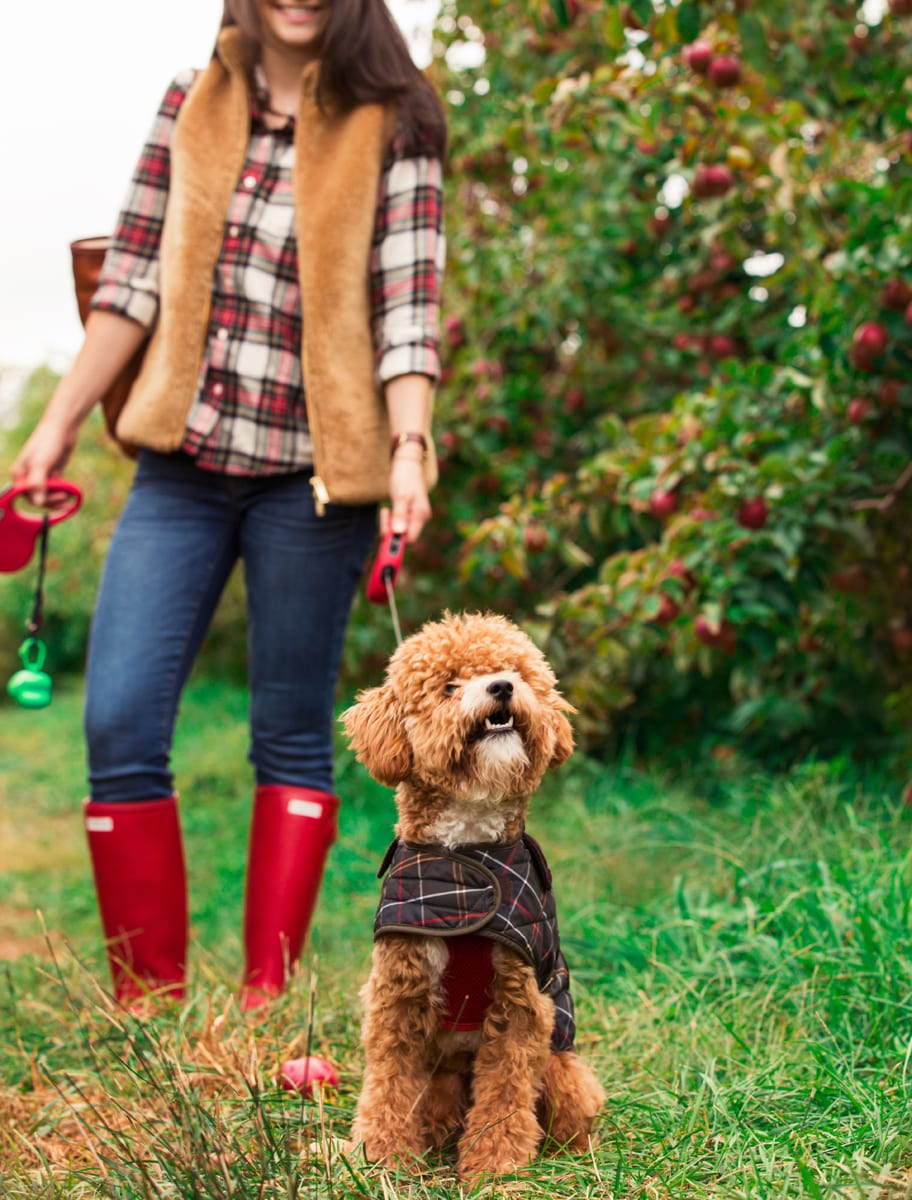 Barbour Coats for Dogs