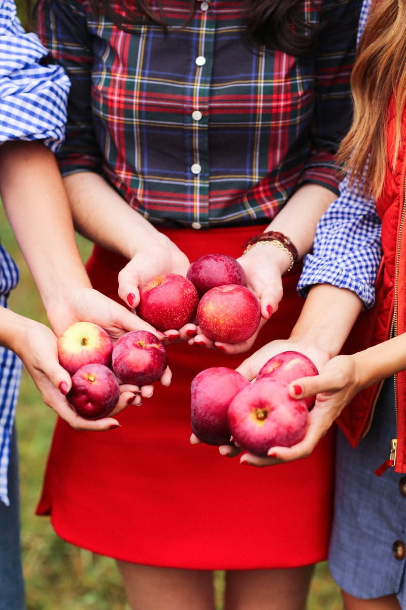 heirloom apple orchard