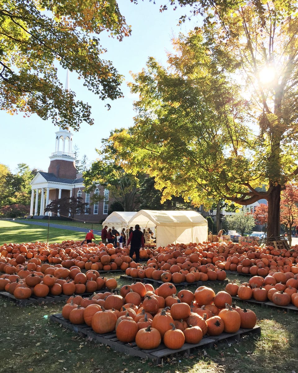 pumpkin-patch