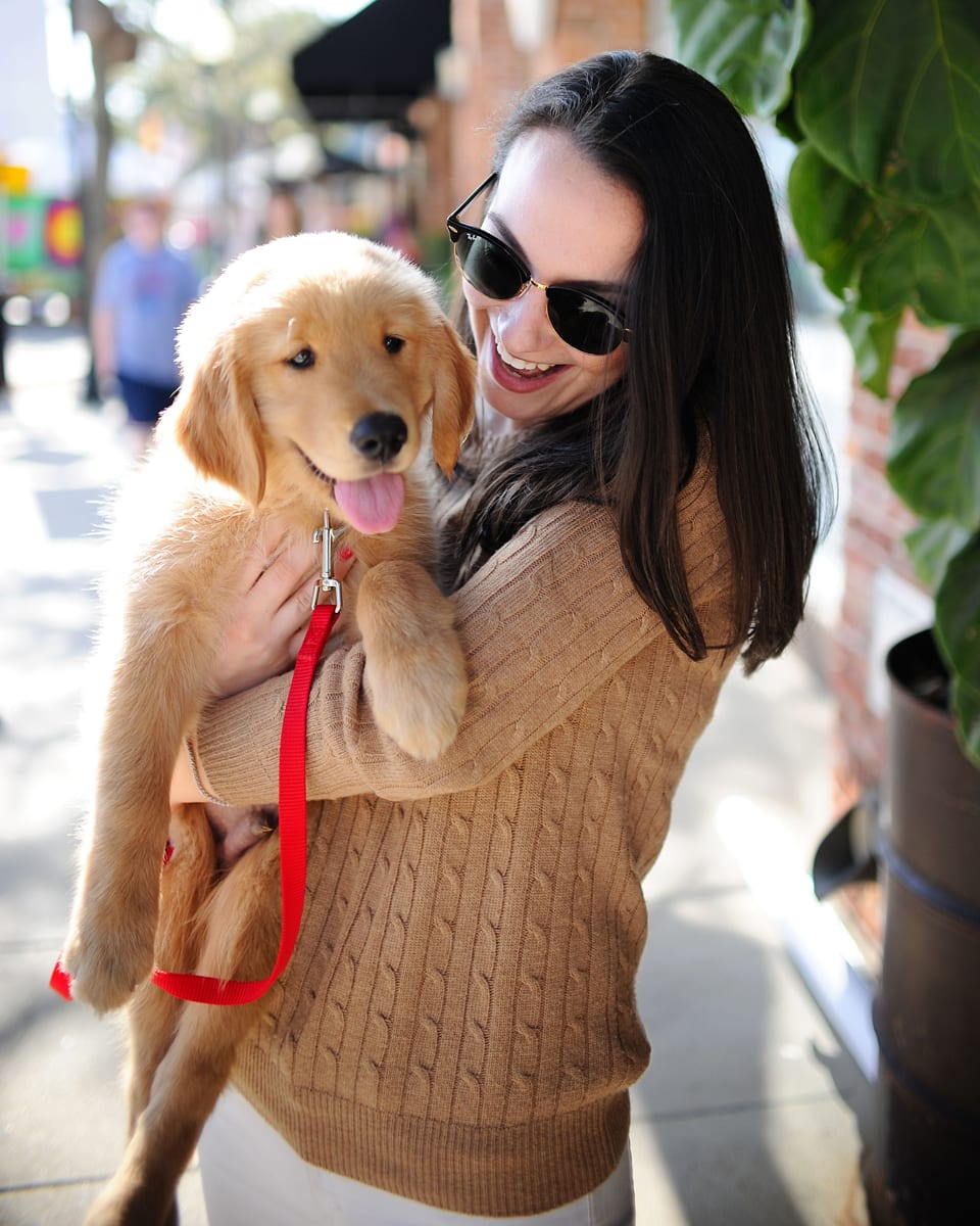 golden-retriever