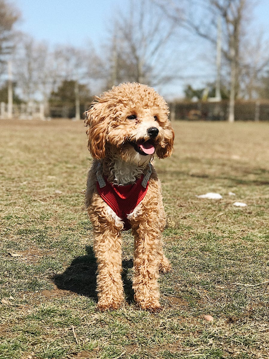 Hamilton Maltipoo