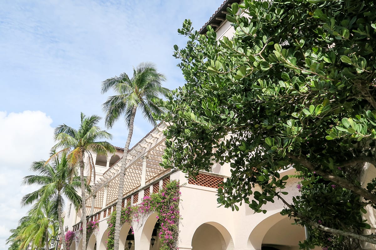 Palm Beach Trees