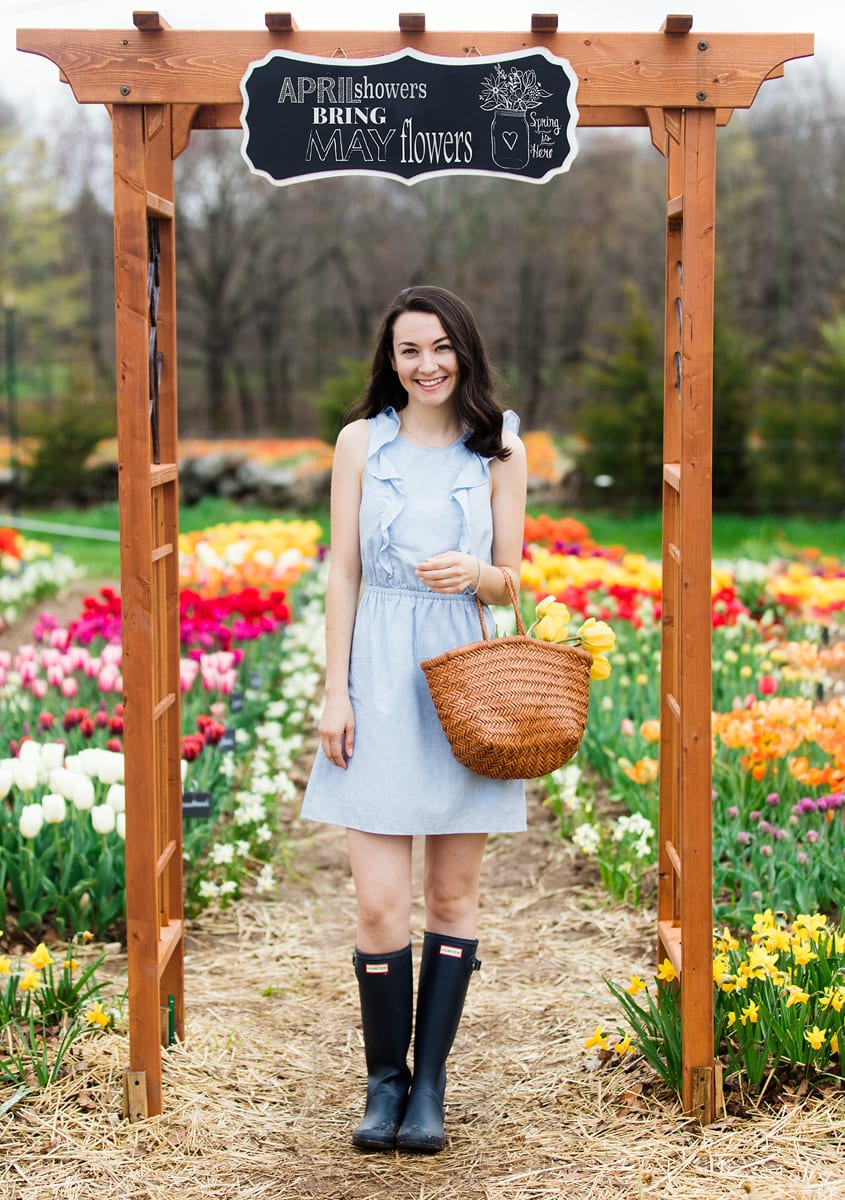 Tulip Picking