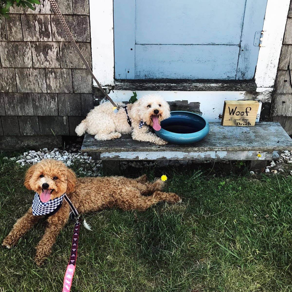 Nantucket Pups