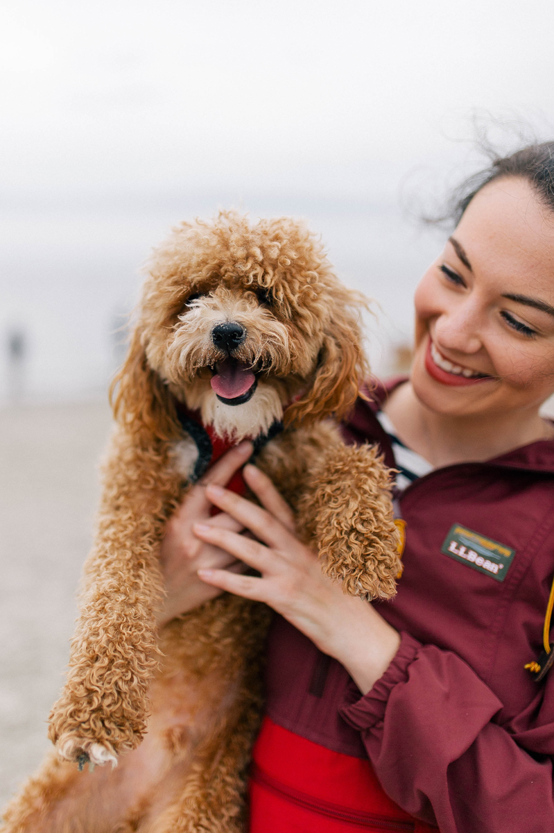 Hamilton Maltipoo