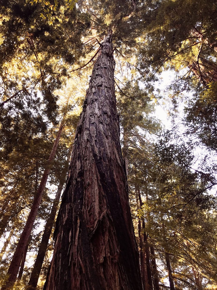 Red Wood Forest