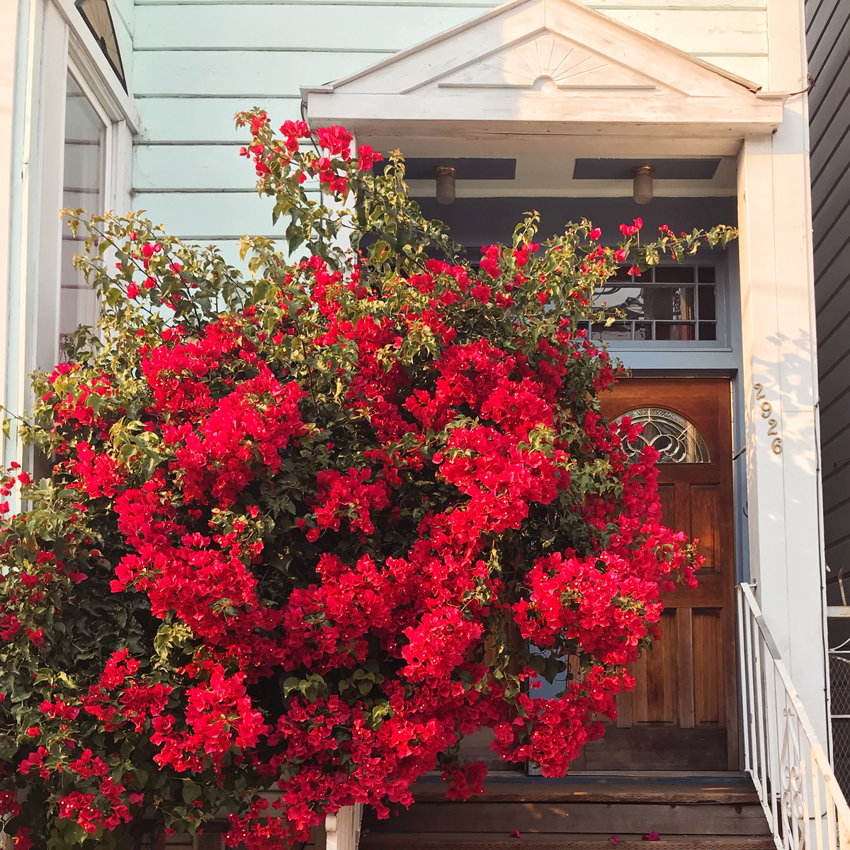 San Francisco Bougainvillea