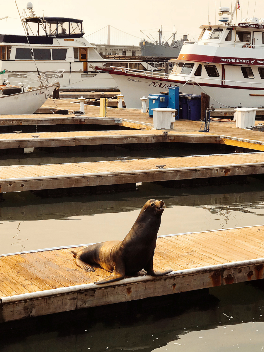 San Francisco Sea Lions