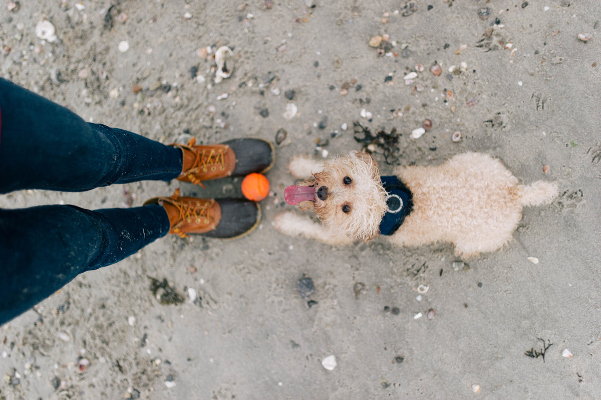 Teddy Toy Poodle