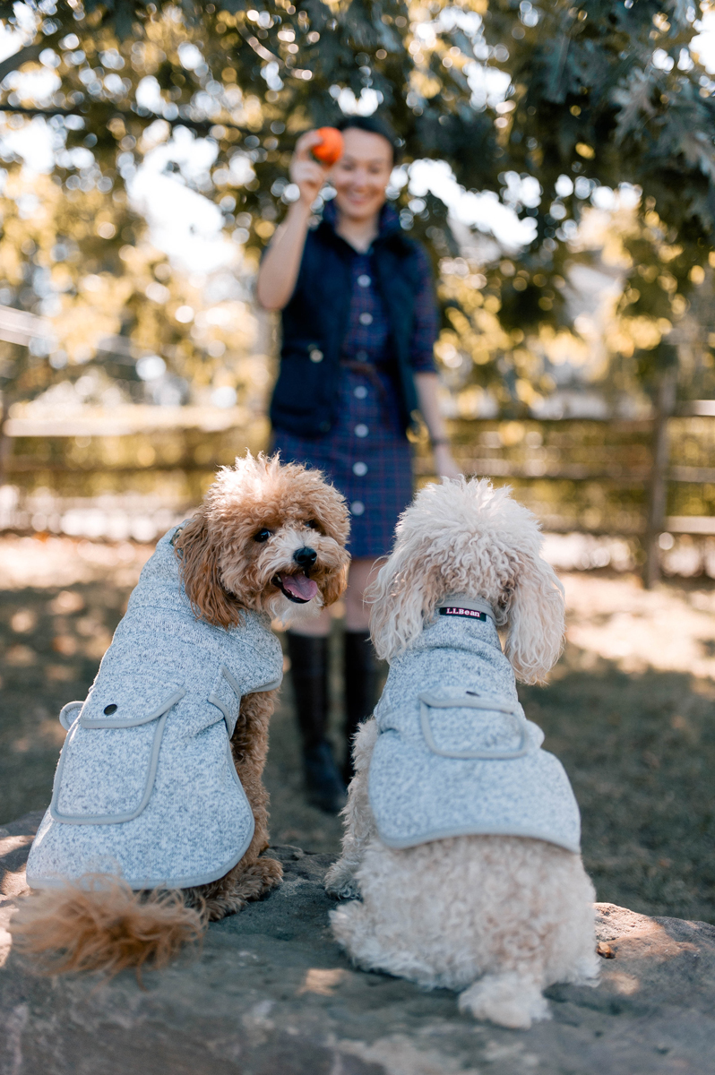 LL Bean Dog Jacket