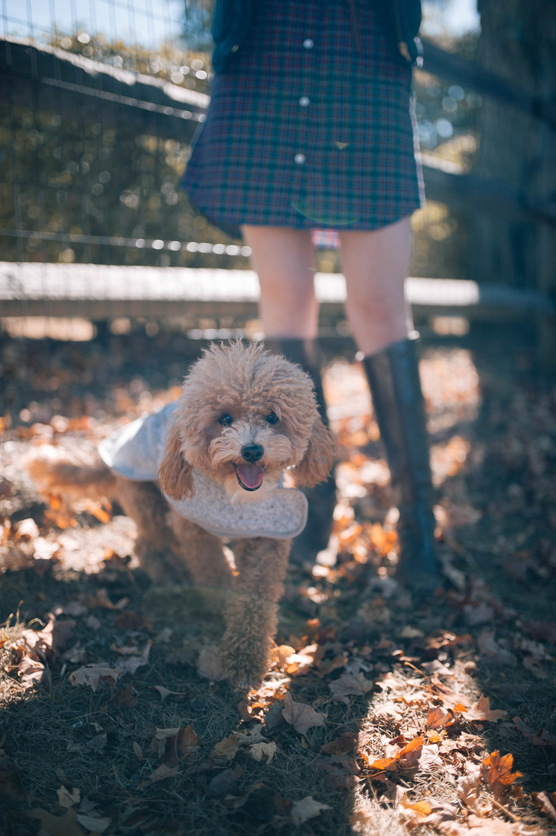 Maltipoo