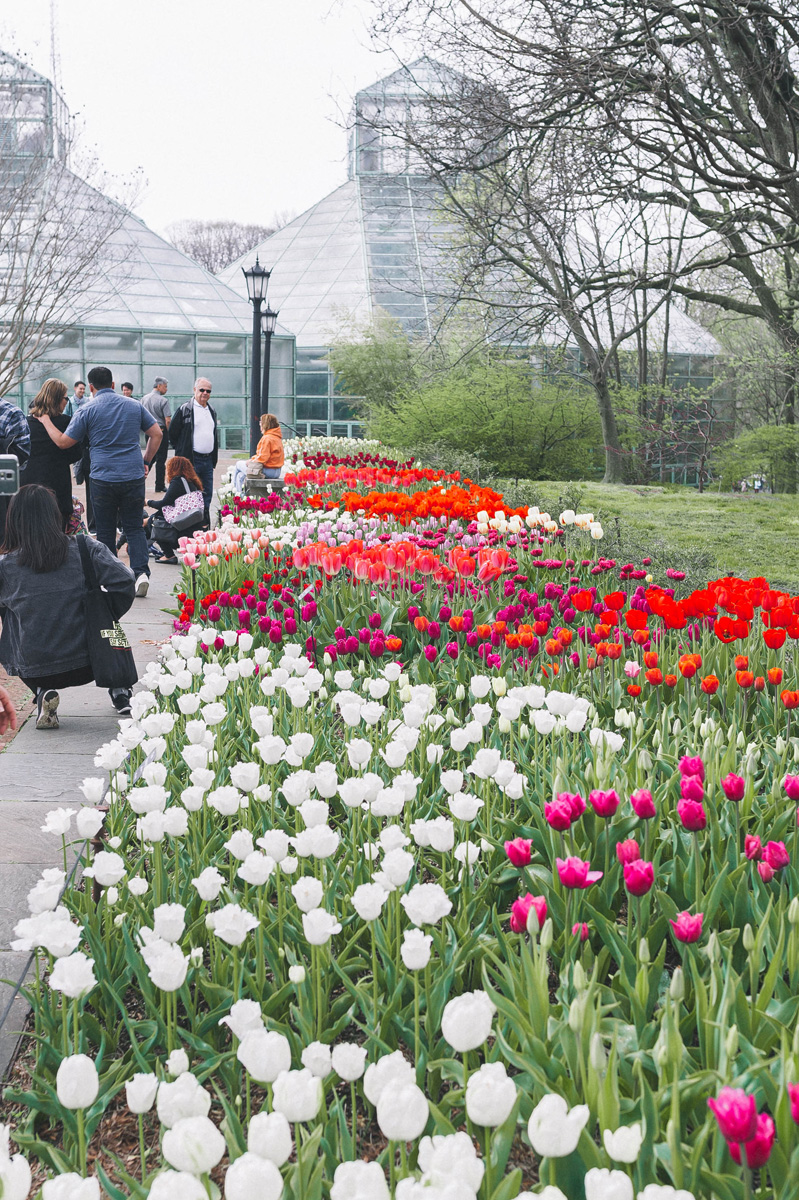 Brooklyn Botanic Garden Tulips