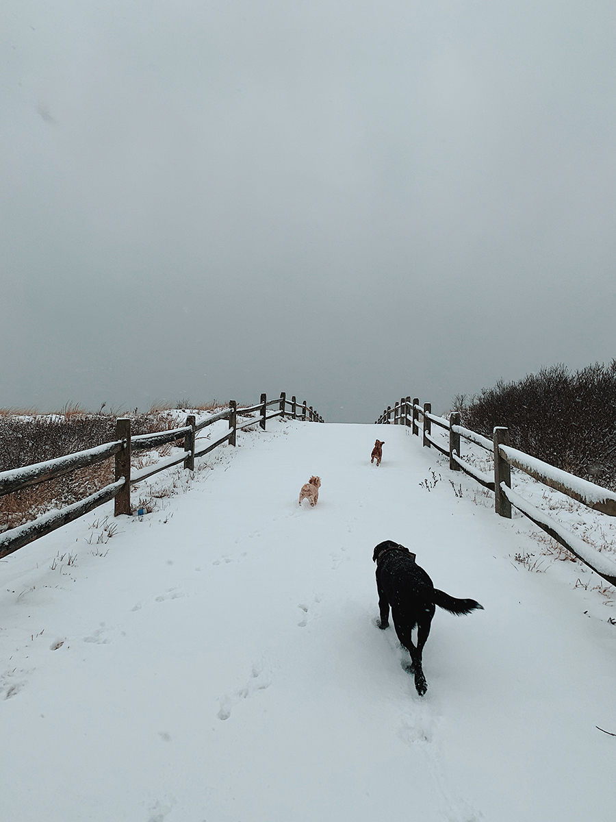 Beach Snow