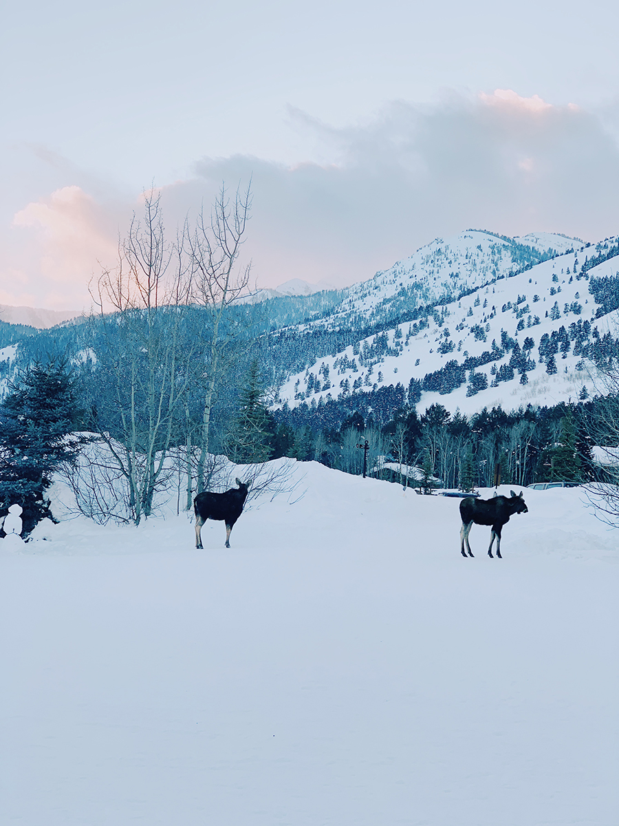 Jackson Hole Moose