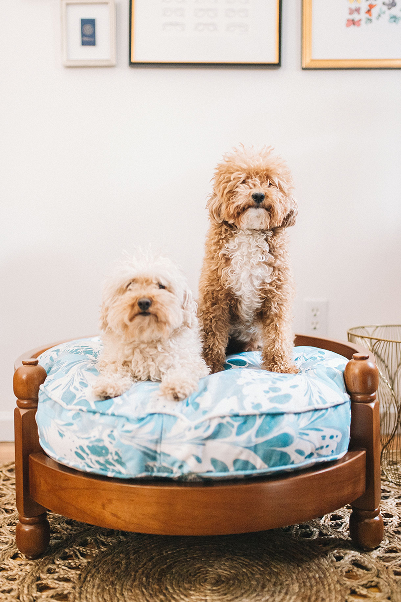 Drew Barrymore Walmart Dog Bed