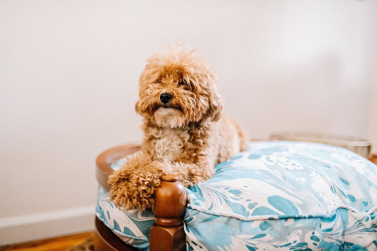 Fancy Dog Bed