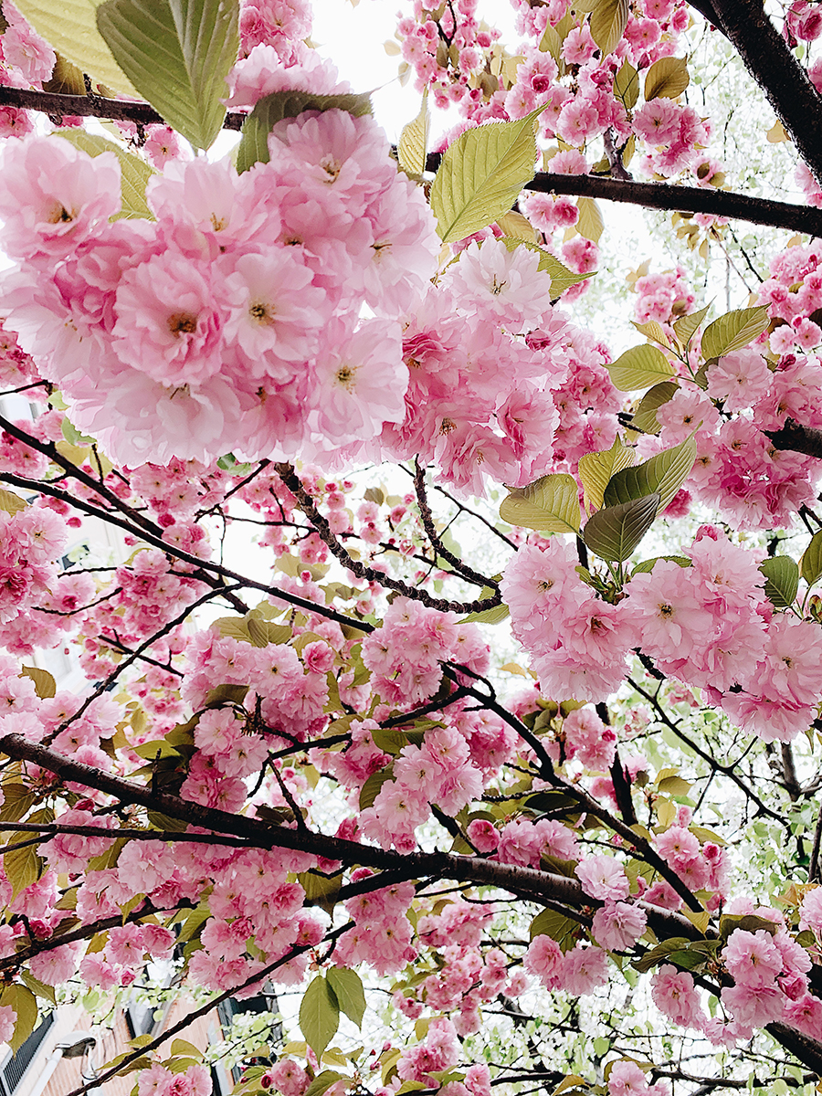 Spring Flowers