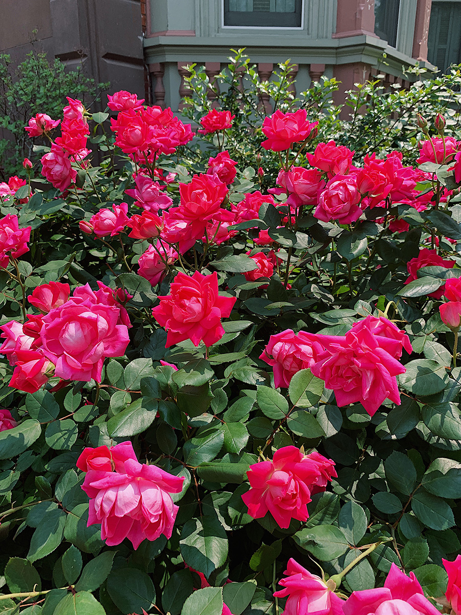 Hoboken Flowers