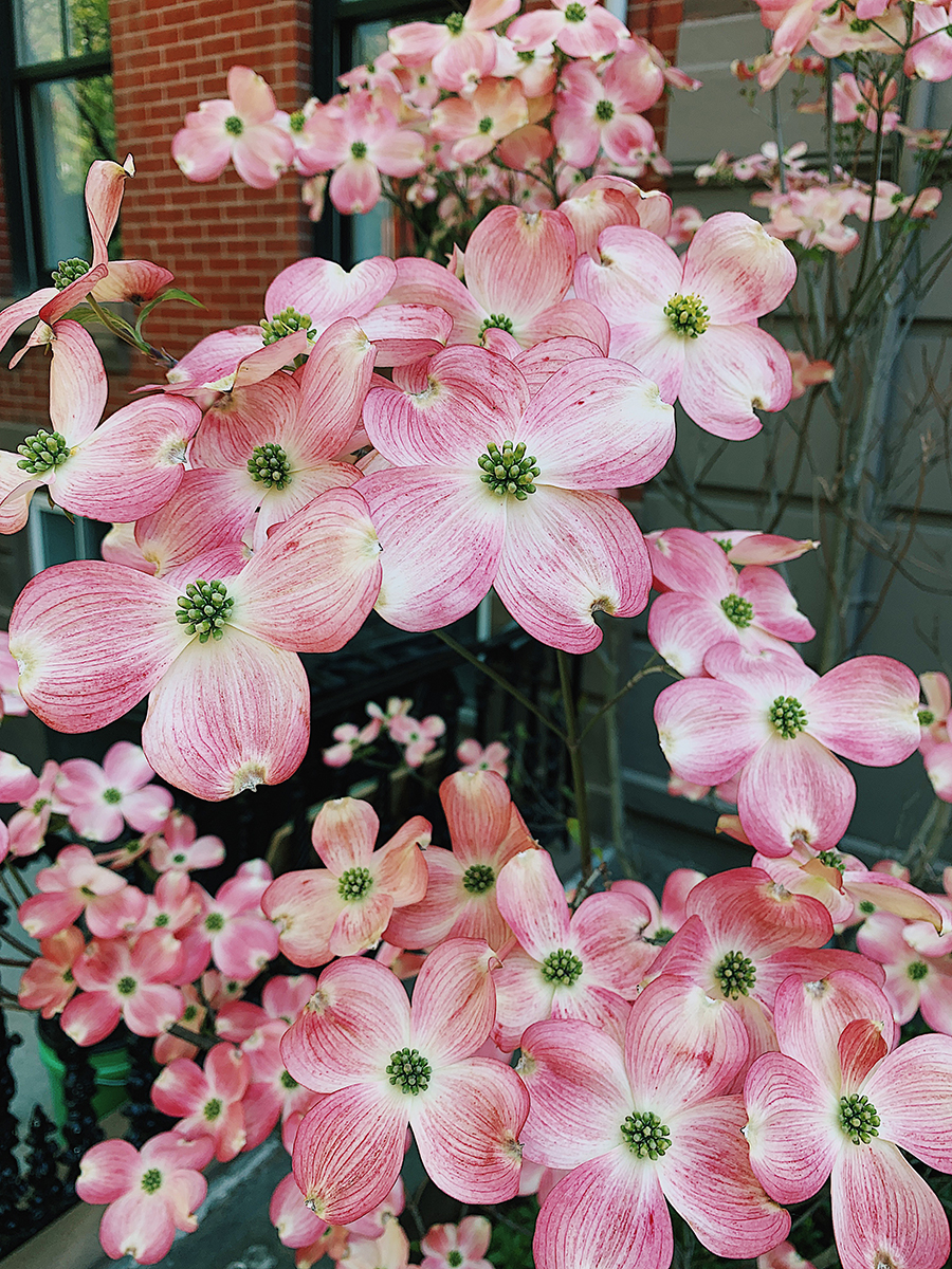 Hoboken Flowers