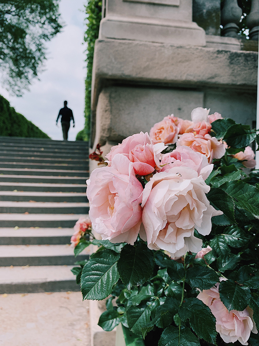 Paris Flowers