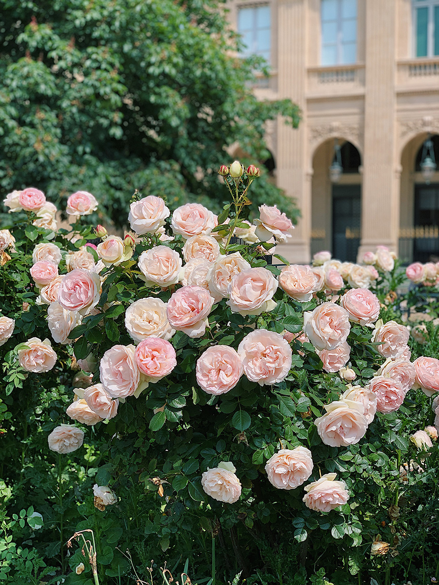 Roses Paris