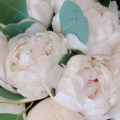 White Peonies