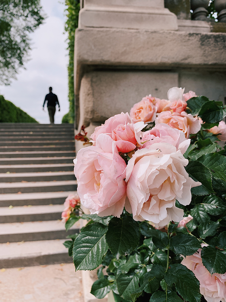 Fresh Roses