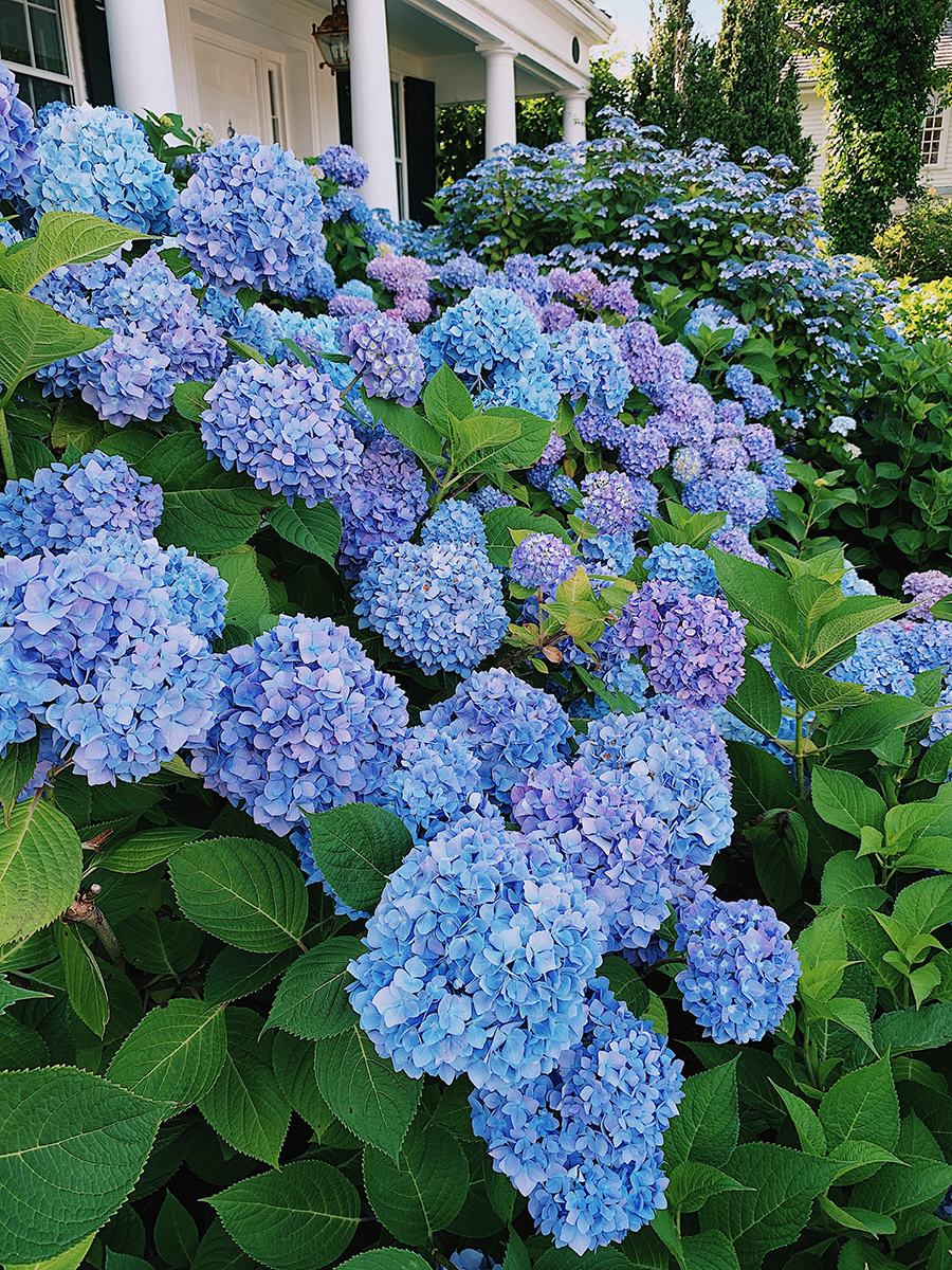 Hydrangeas Nantucket