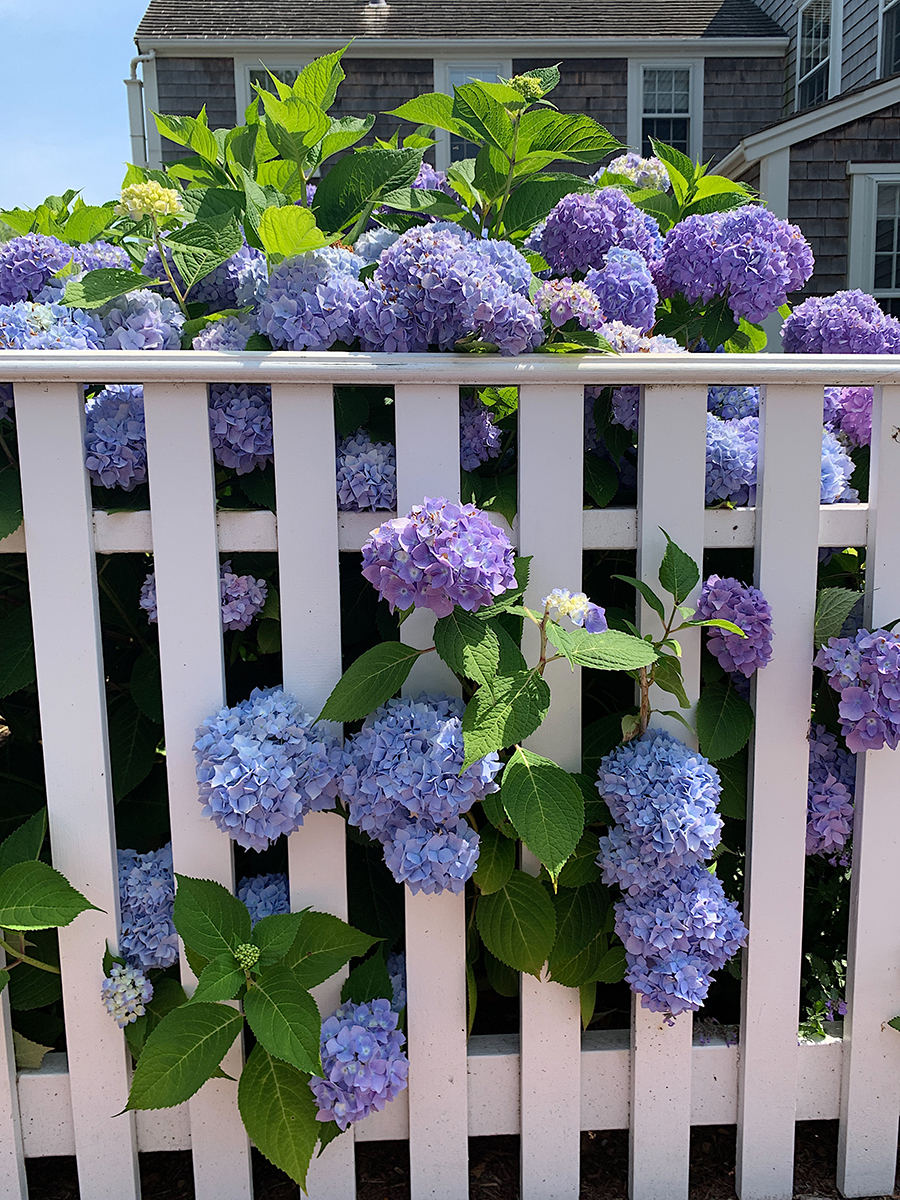 Hydrangeas