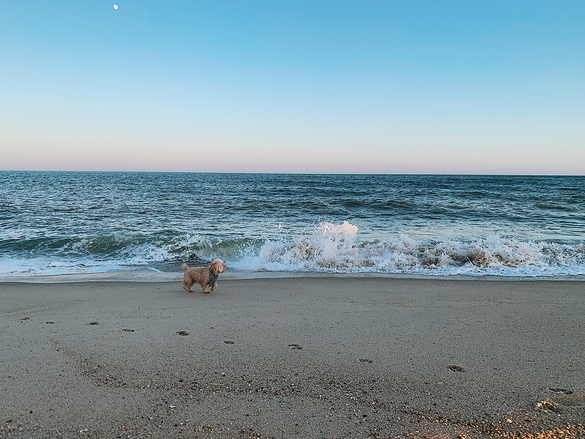 Nantucket Surfside Dogs