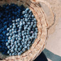 Blueberries