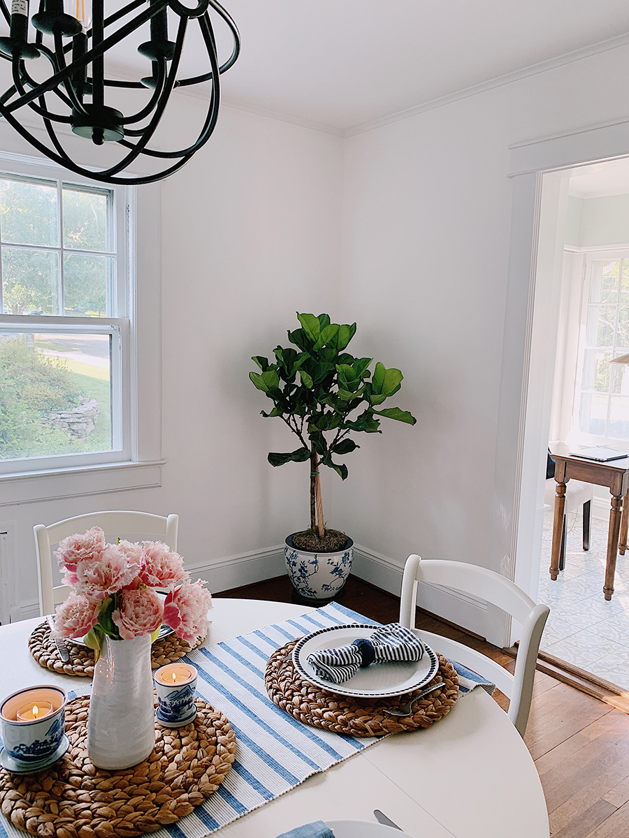 Fiddle Leaf Fig