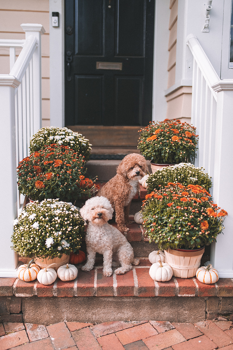 Mums Front Porch