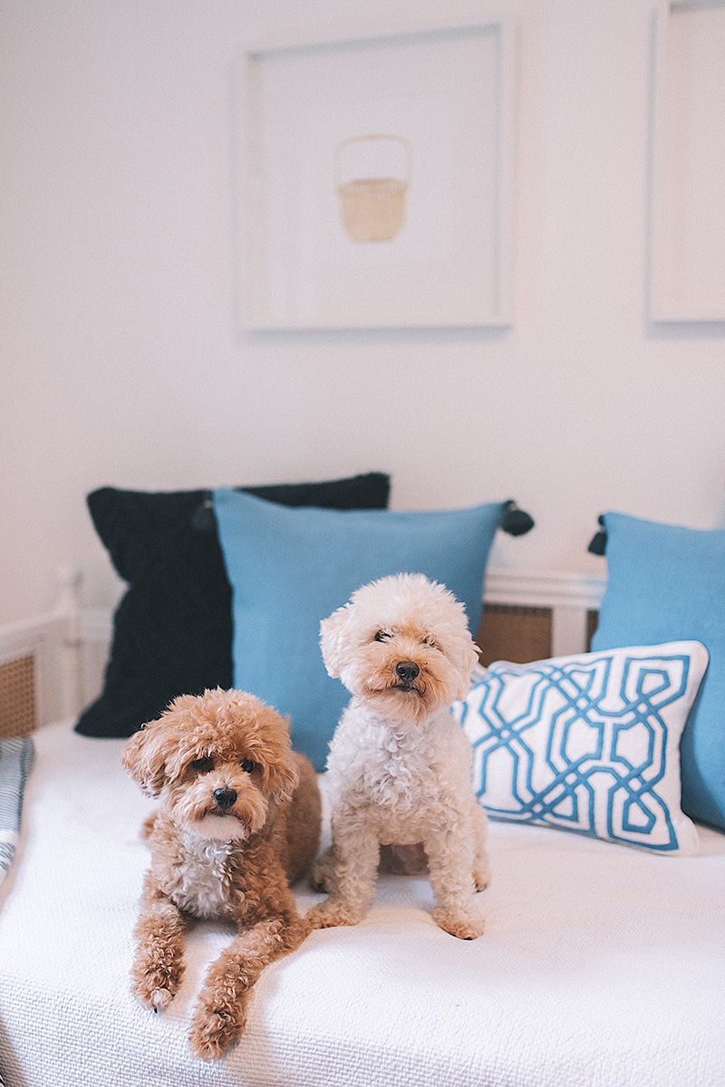 Serena and Lily Pillows