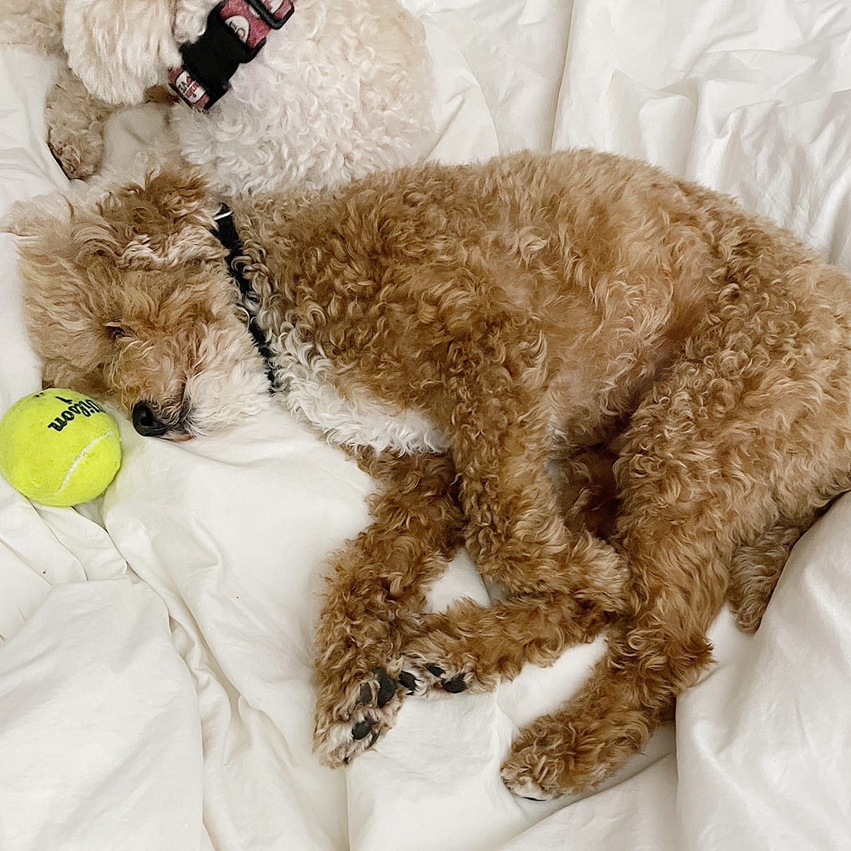 cozy dog in bed