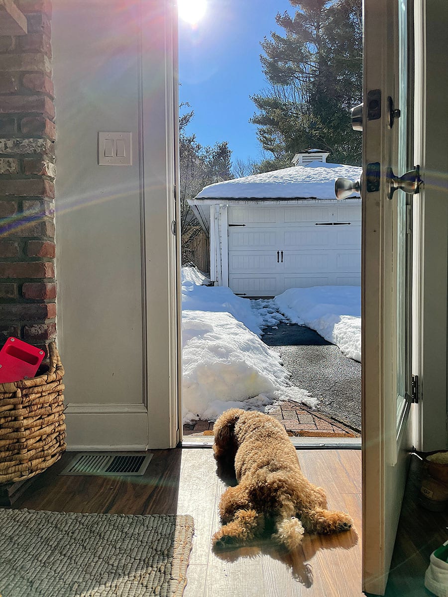 Dog Ham made himself right at home in the warm sun