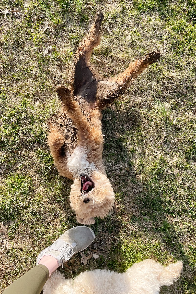 dog played with mud