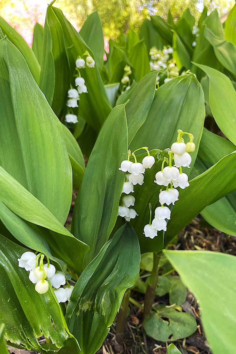 New Jersey is in FULL BLOOM