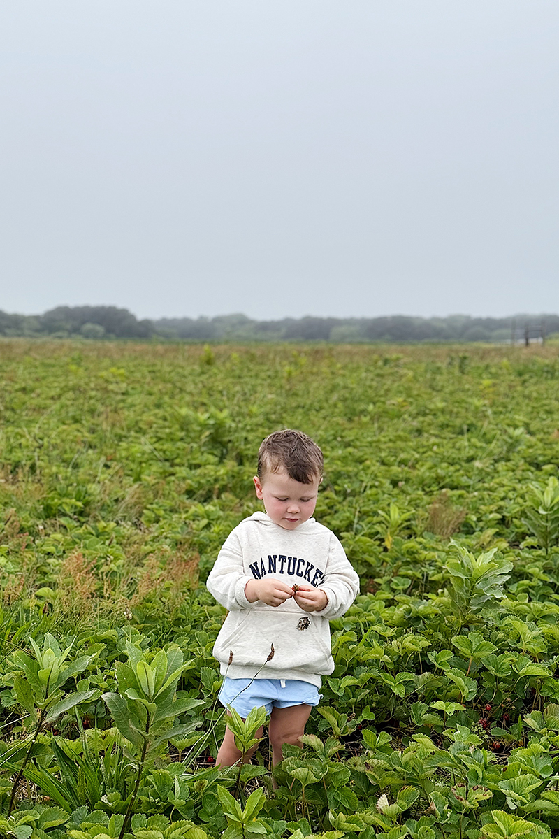 Berry picking at Bartlett's Farm on Nantucket with kids