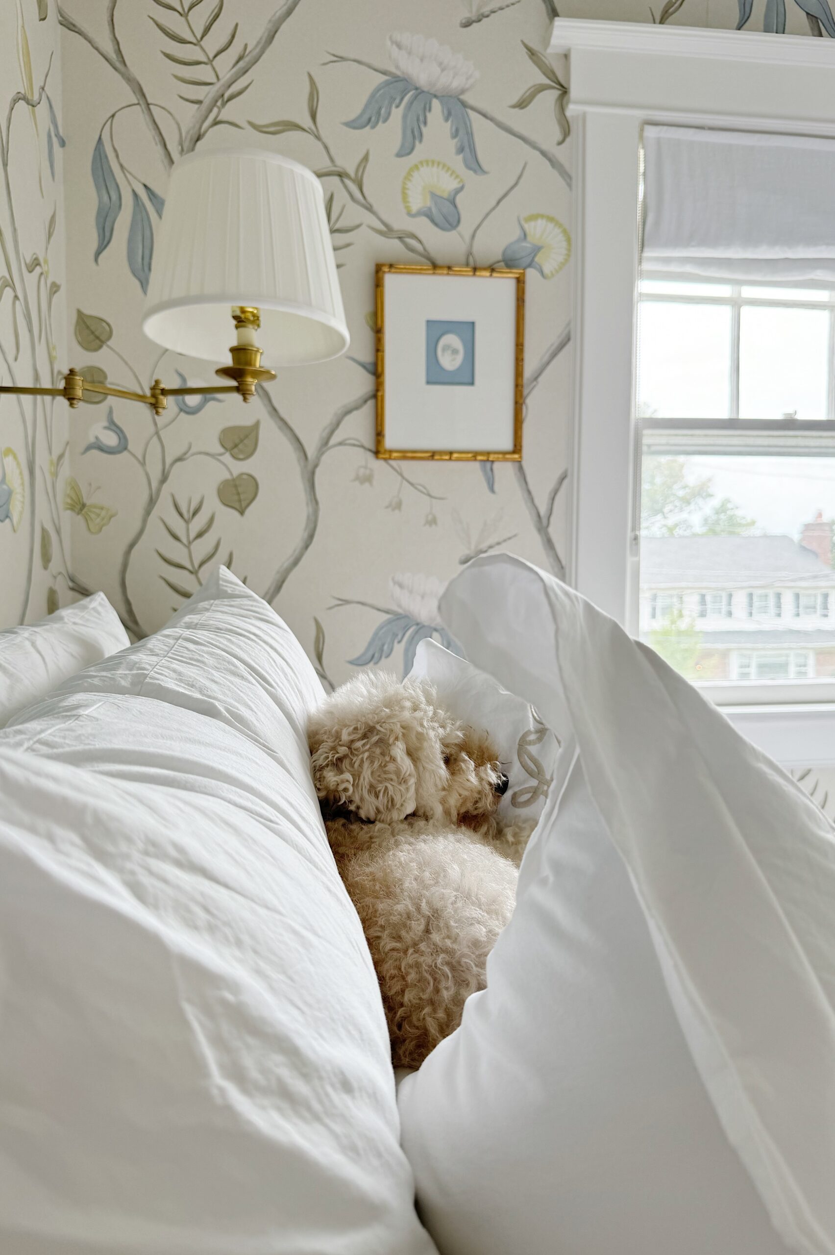 Teddy the toy poodle curled up on bed